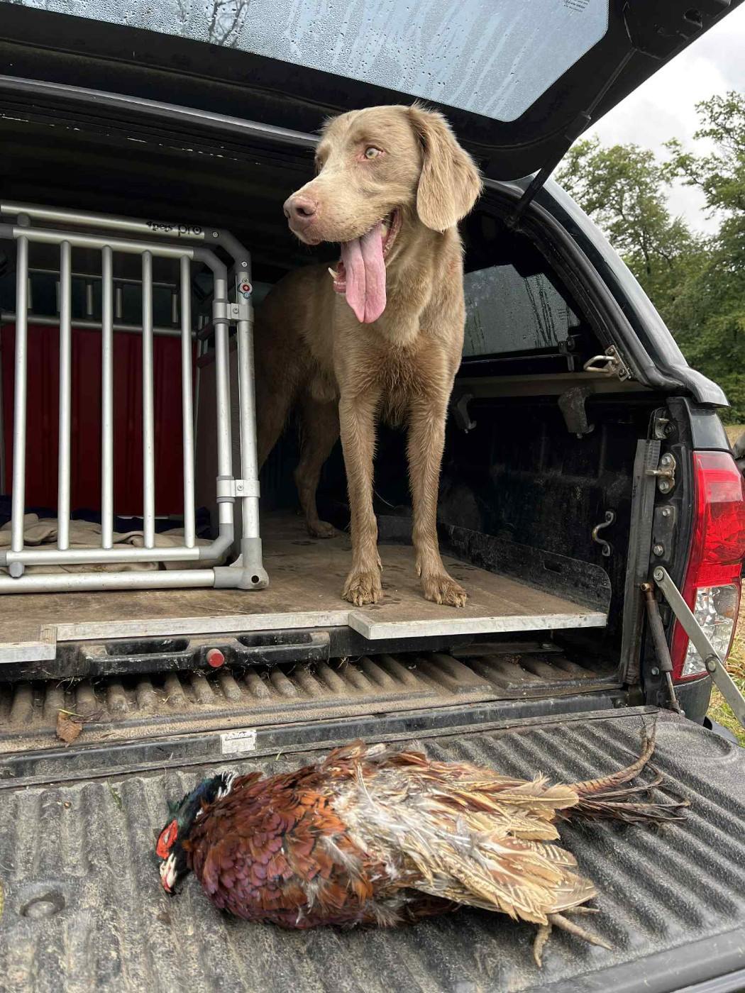 CH. GHC Take a look at me now Colour The Wind